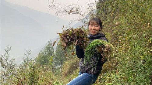 农村人爱上山挖野菜,春天的蒲公英特嫩,凉拌更是美味,清热降火