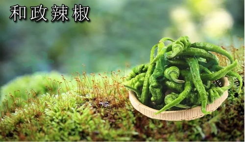非qs农特产品网销包装指导意见