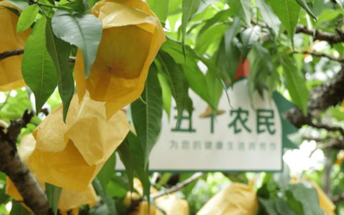 618苏宁宜品开售 桃中爱马仕