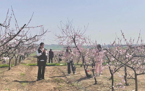 峪山镇农文旅项目集中签约