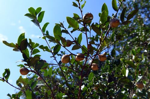 闽清 青山油茶果满枝 金色茶油富农民