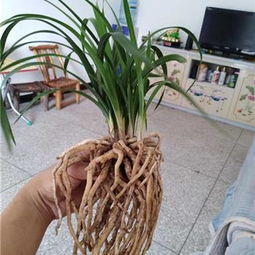 29号精品蕙兰盆栽绿蕙带苞