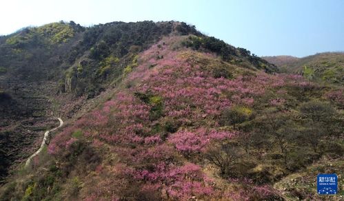 桃の花満开 山一面ピンク色に 山东省潍坊市
