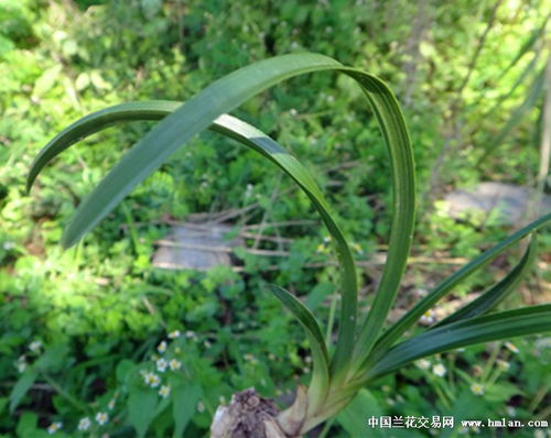 下山鹰嘴三面刺好蕙