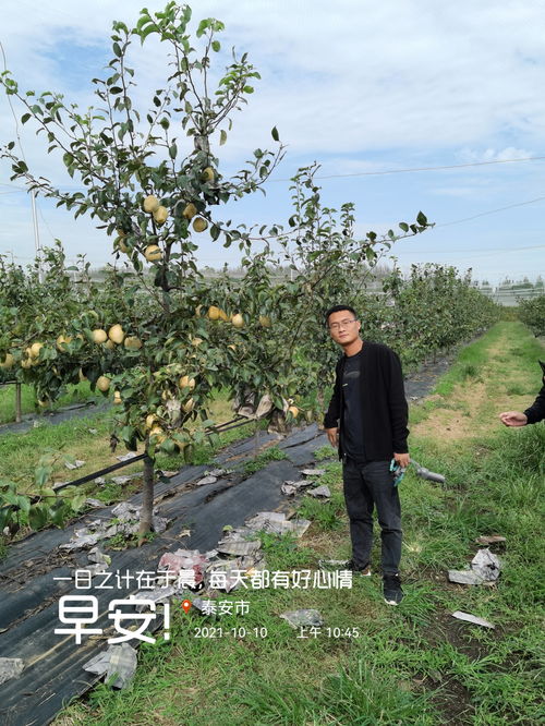 3公分秋月梨树新报价 秋月梨树的花果管理技术