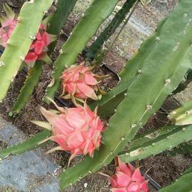 广西崇左大新县蕙农水果种植场火龙果