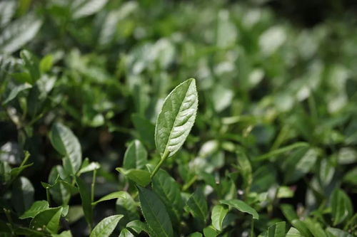 吴垠约茶 吴荣山 他的茶卖到7万,仍觉得是农副产品