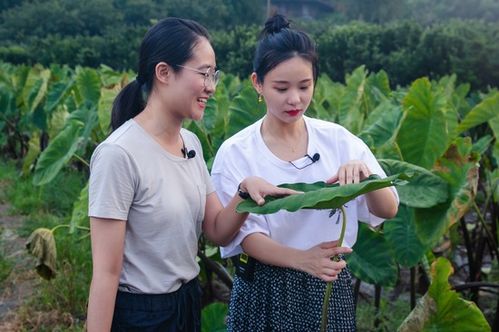 山水鄞江美 清沅芋艿赞 清源村副书记爱心助农专场直播