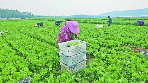 在青山绿水间书写丰收之歌 青海各地喜迎第七个 中国农民丰收节
