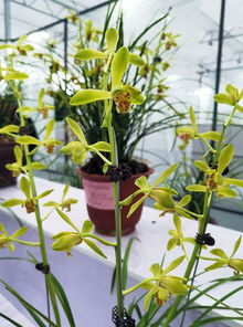 看看花王长啥样 2019年浙江省蕙兰博览会在漓渚开幕