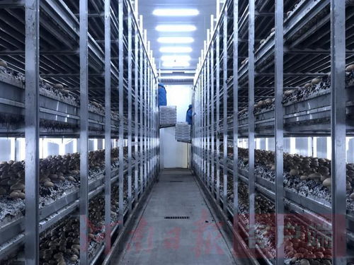 科技改变蘑菇种植方式 洛阳这家企业工厂化种植深藏大学问