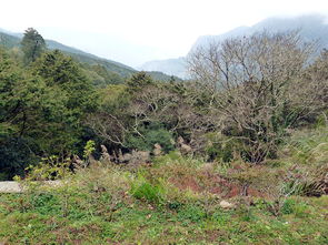 原乡情浓 台湾6日西部清境农场庐山温泉游 三
