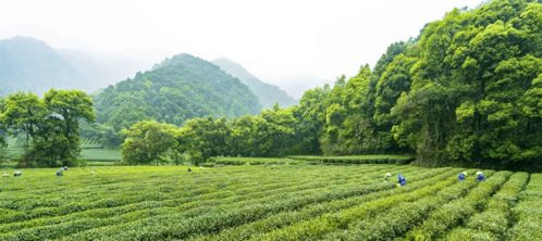 9种茶委婉地做了个自我介绍,你能猜出他们的名字么
