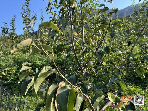 助农团购丨老甜甜 高山孕育出的圆黄梨,好吃不贵 皮薄多汁 细嫩无渣