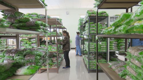 青松中药饮片 家门口的工厂 持续助农增收