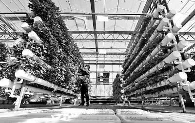 未来农业科技畅想曲 植物工厂 智慧农业 功能食品
