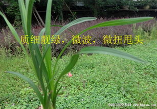 稀有微波细糯油润叶,精品极美下山好蕙