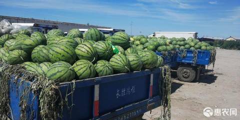 硒砂瓜 西瓜