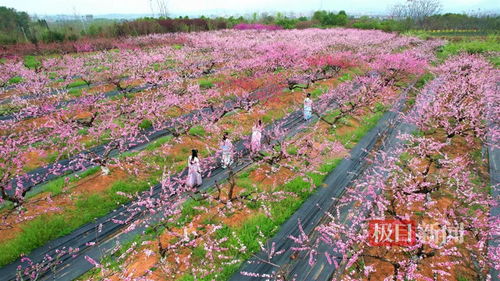 孝感一地入选国家农业产业强镇项目拟立项名单